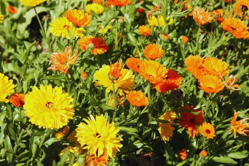 De multiples fleurs de souci