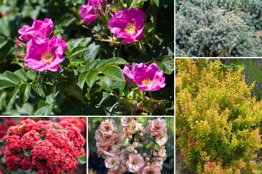 quels arbustes plantes vivaces jardin vent fort froid