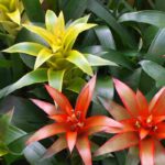 Guzmania : l'entretien au fil des saisons