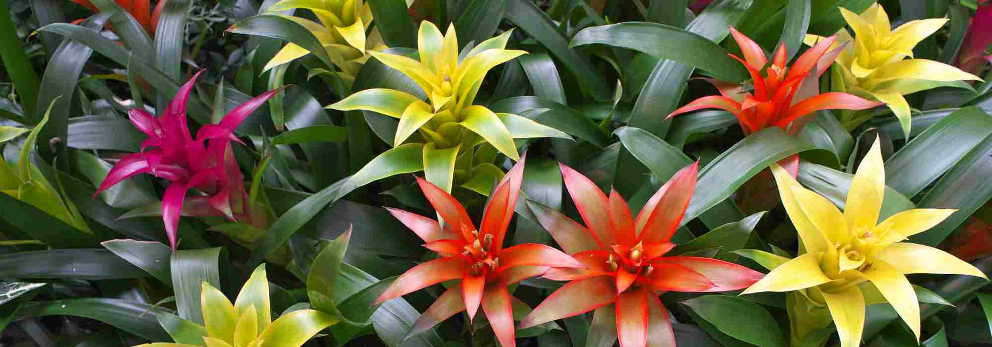 Guzmania : l'entretien au fil des saisons