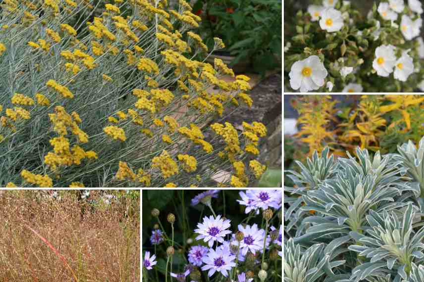massif vente venteux quelles plantes