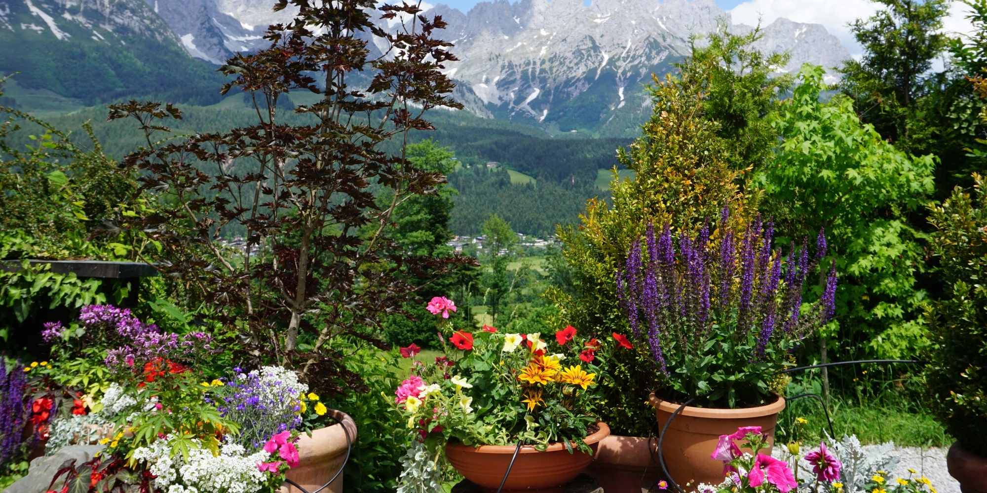 Jardin en moyenne altitude : quelles sont les plantes adaptées et les erreurs à éviter ?