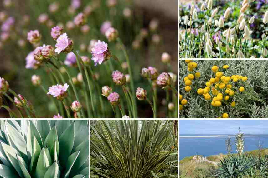 idee massif exposition vent bord de mer