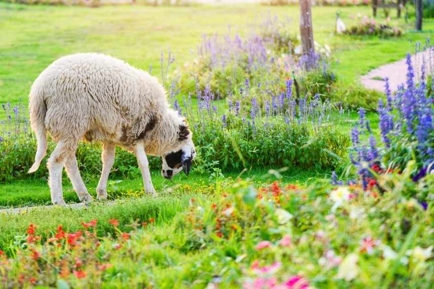 moutons dans son jardin : quelle réglementation 