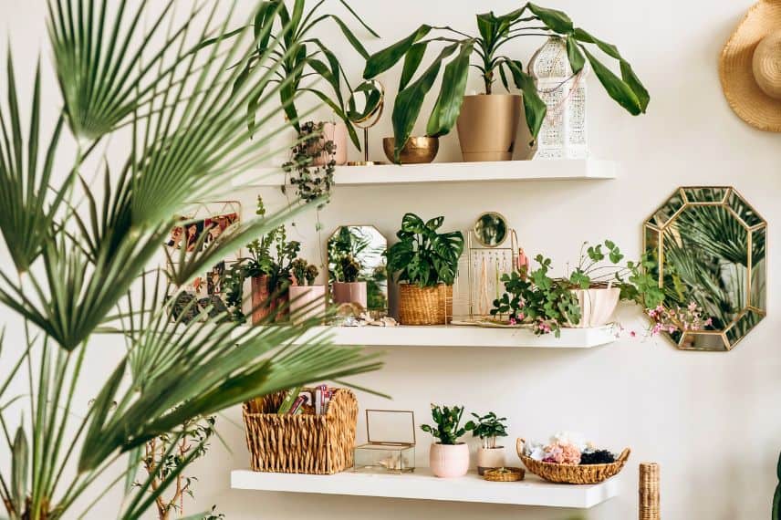 des plantes vertes sur une étagère