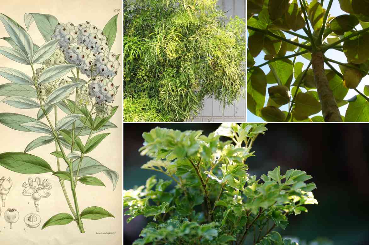 culture Polyscias interieur