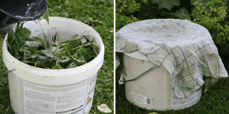 traiter plantes vertes naturellement