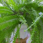 Comment rempoter une fougère d'intérieur ?