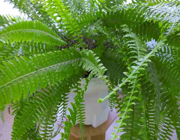 Comment rempoter une fougère d'intérieur ?