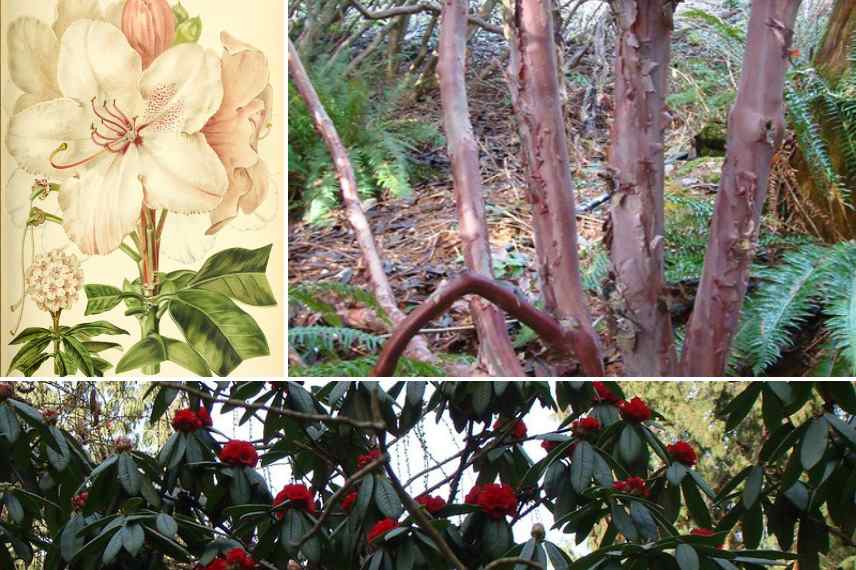 rhododendron belle ecorce