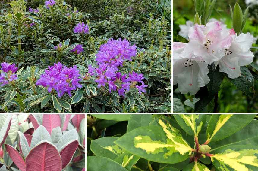 rhododendron interet feuilles feuillag colore panache