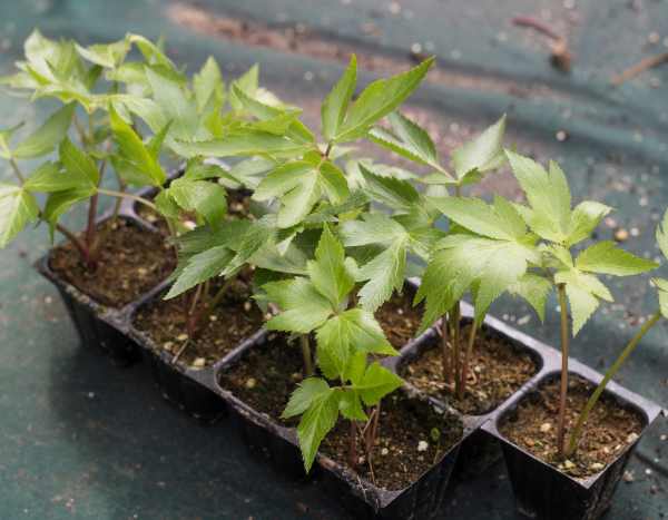 Comment semer l'angélique ?