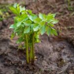 Comment semer la livèche ?