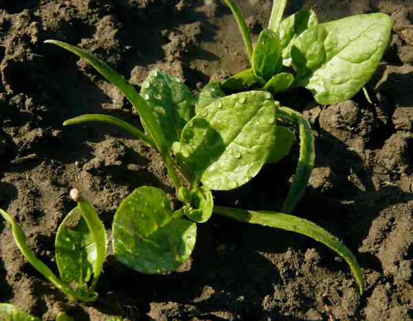Comment semer les épinards ?