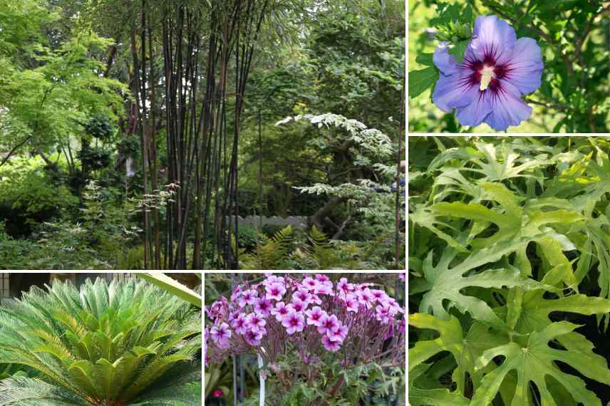 associations avec bambous