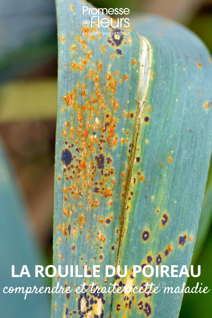rouille poireau