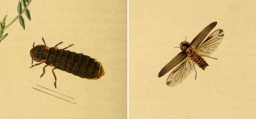 ver luisant entomologie