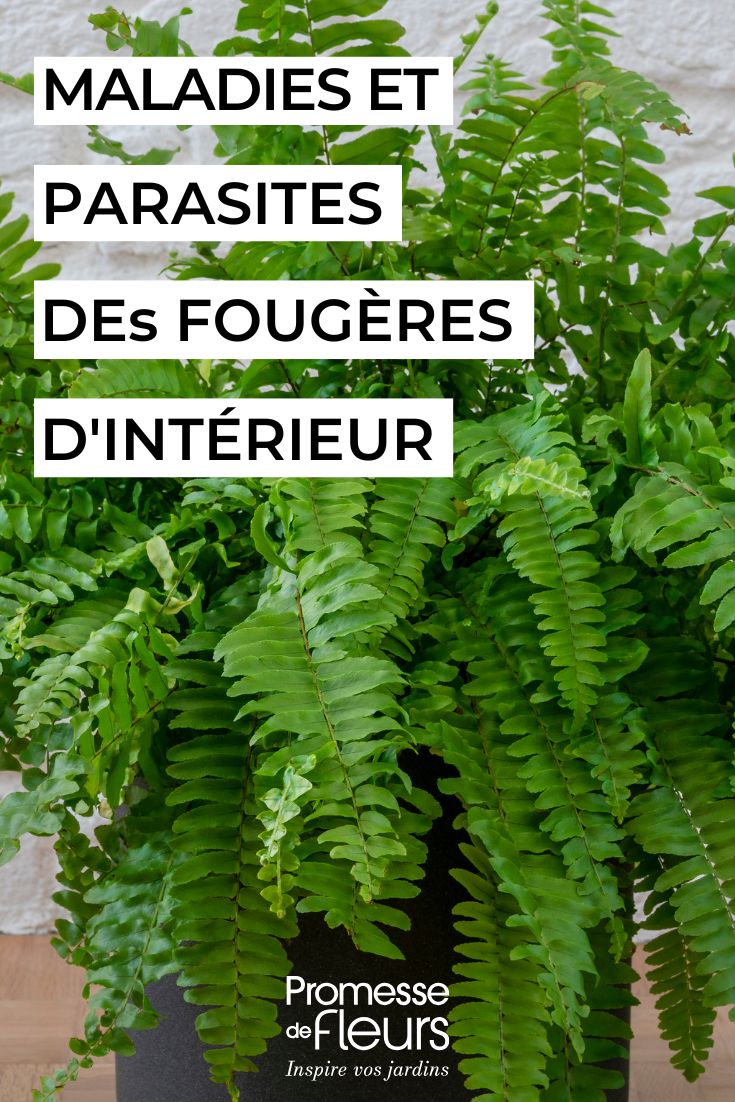 une fougere d'interieur