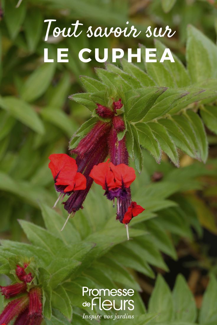 fleur de Cuphea