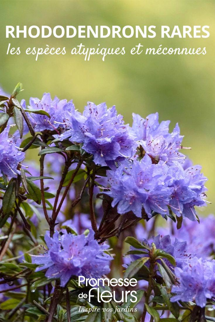 Rhododendron Blue Tit