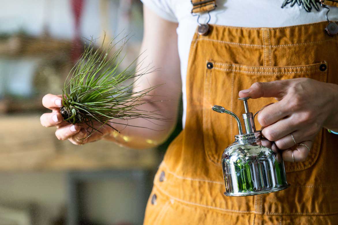 L'entretien du Tillandsia