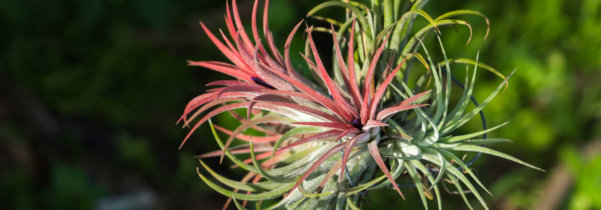 Tillandsia : cultiver et entretenir