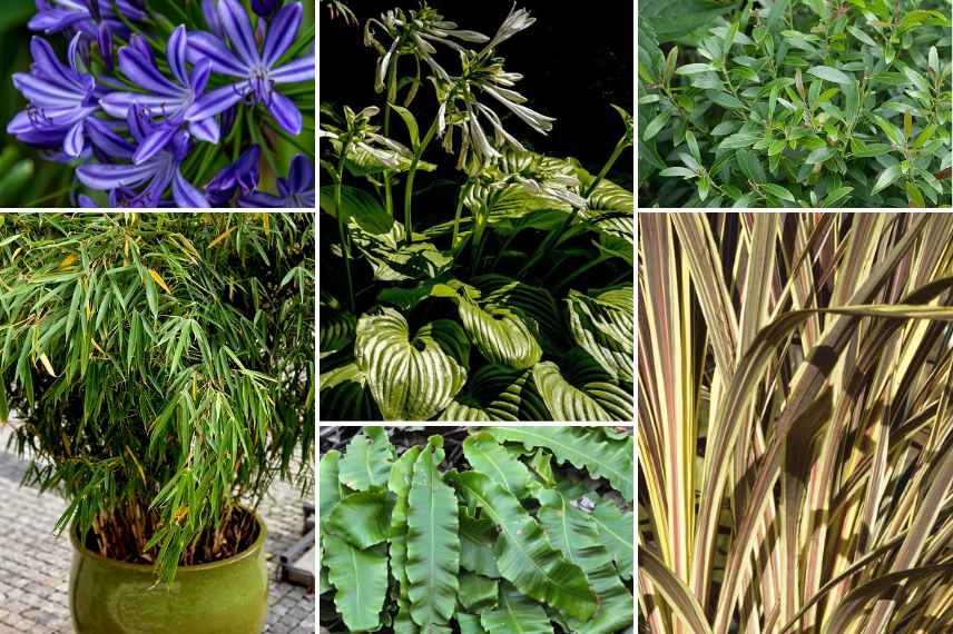 associations bambous terrasse