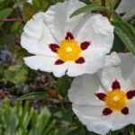 Mon ciste est-il mort ? Que faire ?