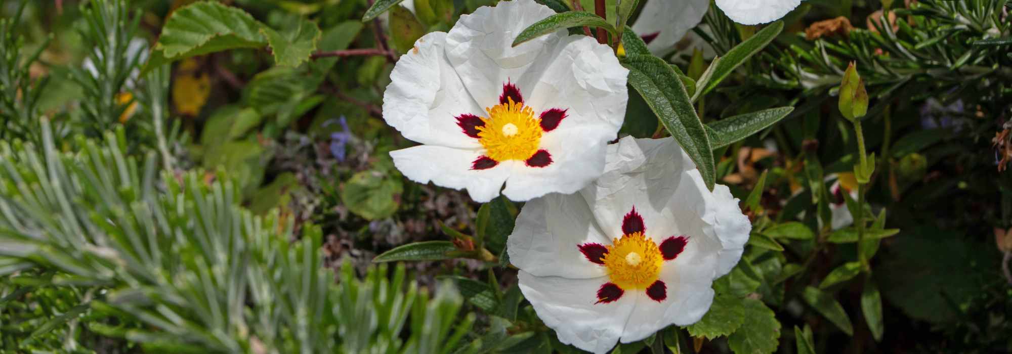 Mon ciste est-il mort ? Que faire ?