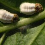 Comment se débarrasser des cochenilles sur les agrumes ?