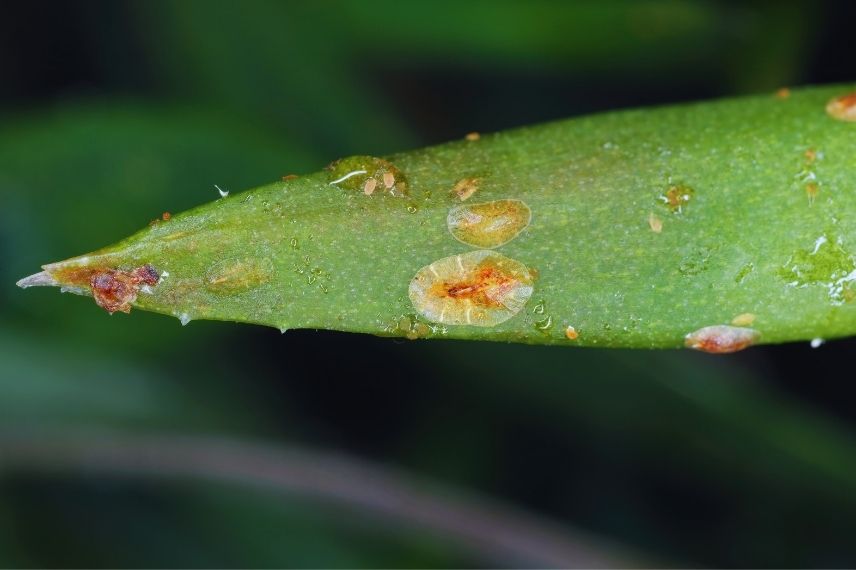 cochenilles des agrumes
