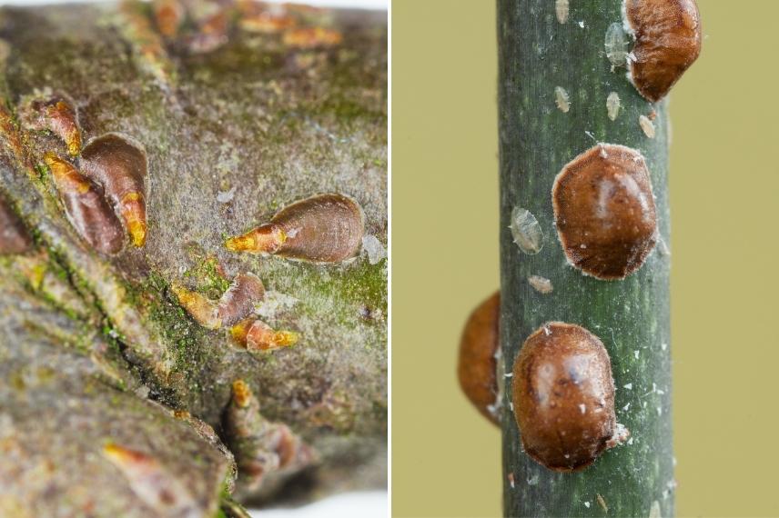 différentes cochenilles