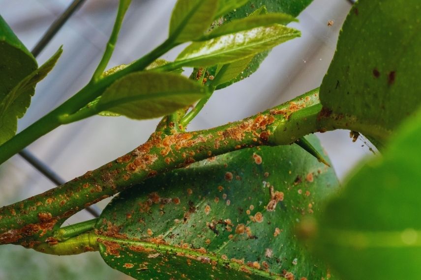 citronnier atteint de parasites - cochenilles
