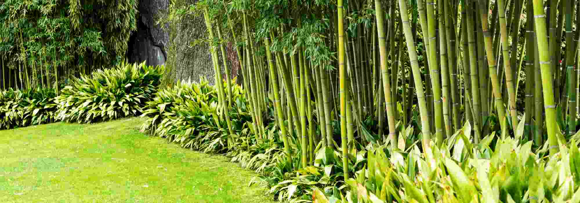 6 belles idées pour associer les bambous