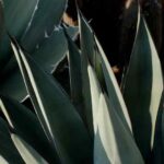 Comment multiplier les agaves ?