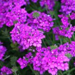 Comment semer les verveines ?