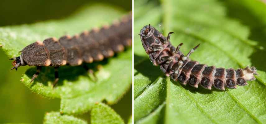 ver luisant reconnaitre male femelle