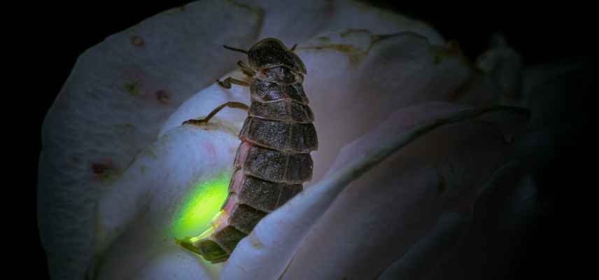 un vers luisant la nuit