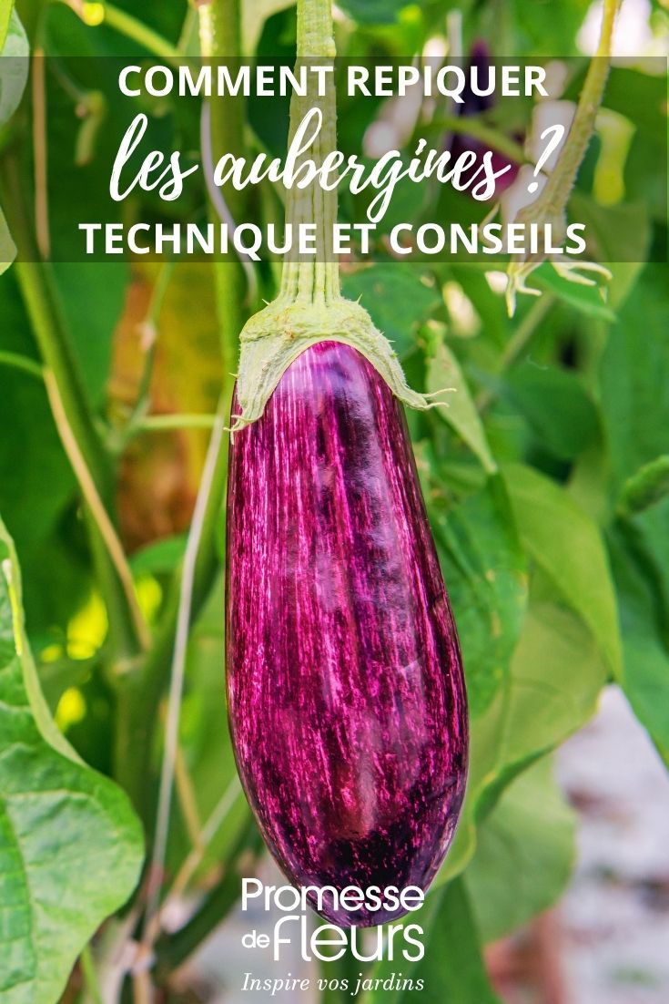 aubergine au potager