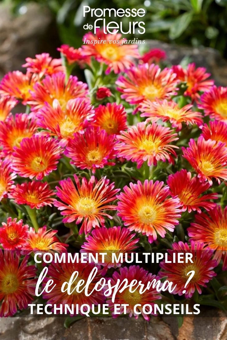 fleurs de delosperma