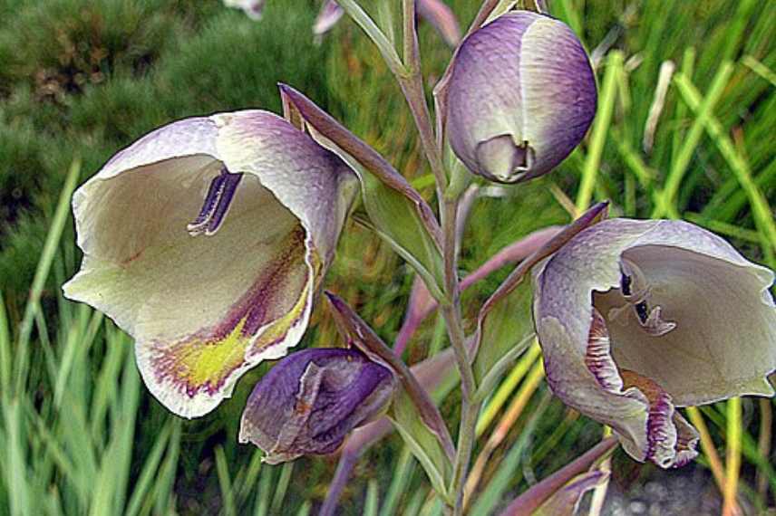 Plantes a bulbes rustique floraison ete