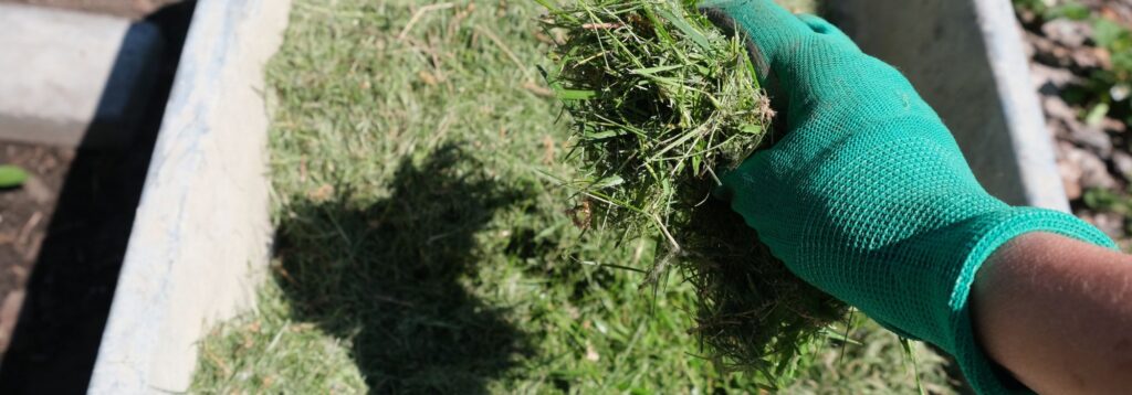 Herbe sèche paillage tonte gazon 