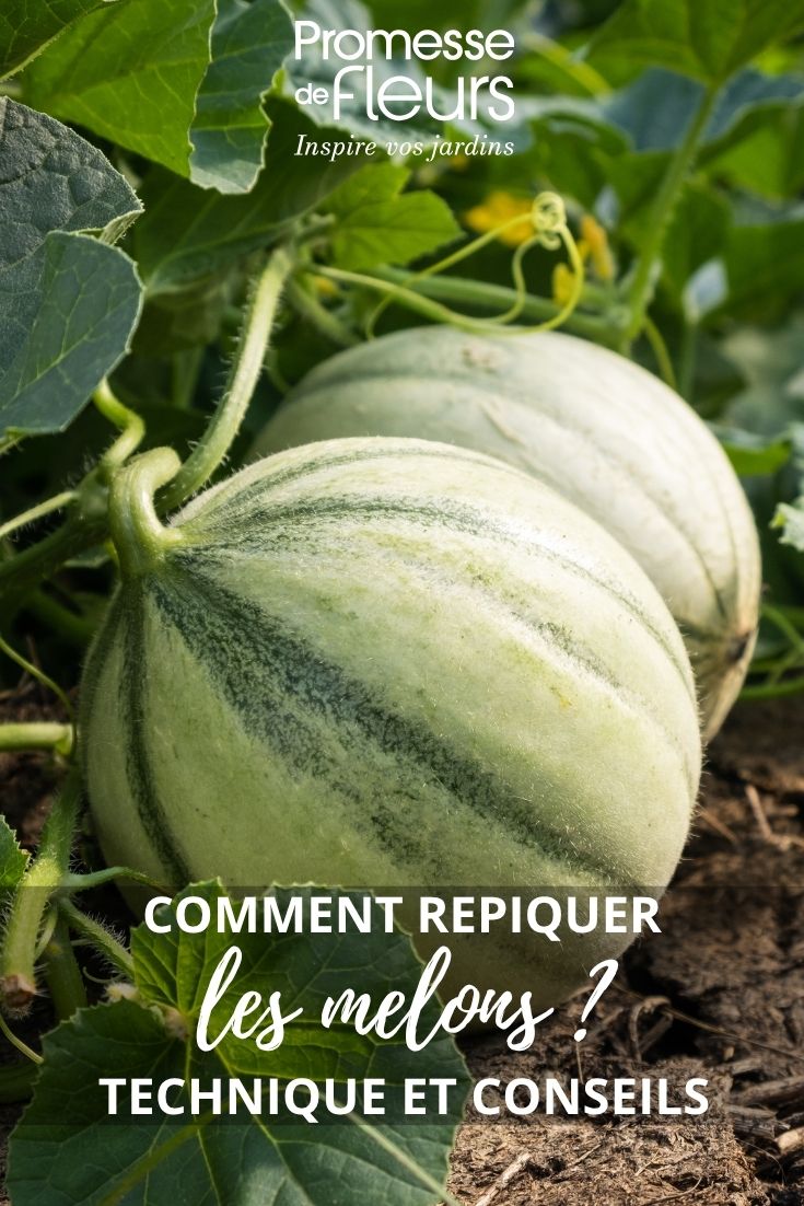 repiquage des melons