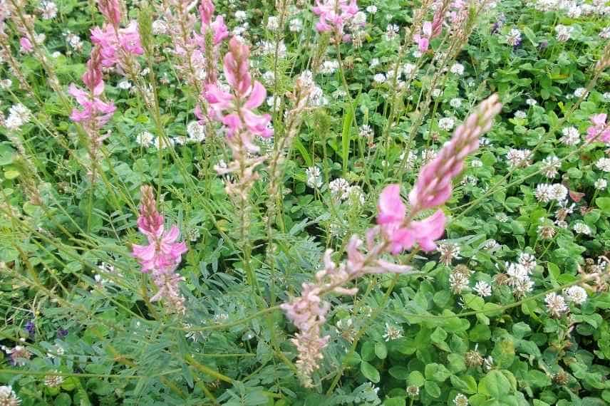 au jardin de l'engrais vert : Sainfoin et trèfle