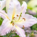Les bulbes d'été les plus rustiques