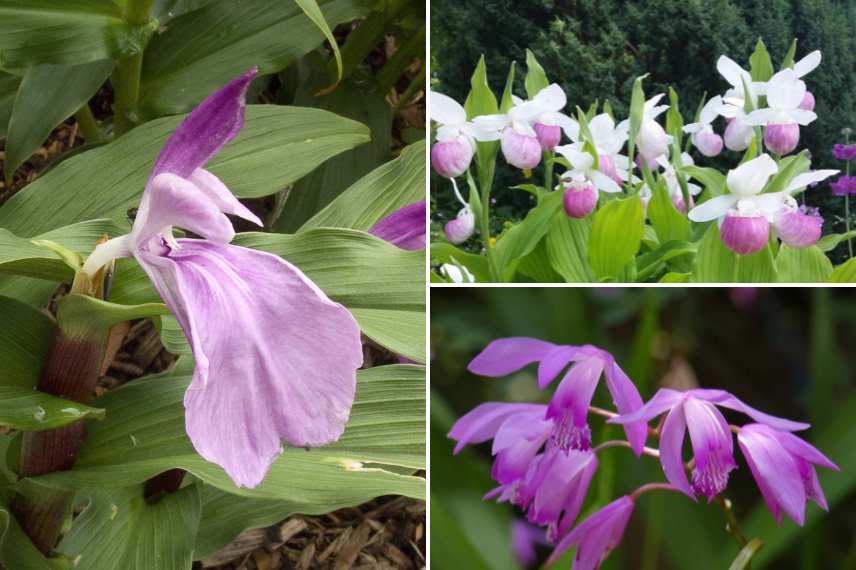 Plantes a bulbes rustique floraison ete
