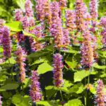 Les plantes aromatiques et ornementales