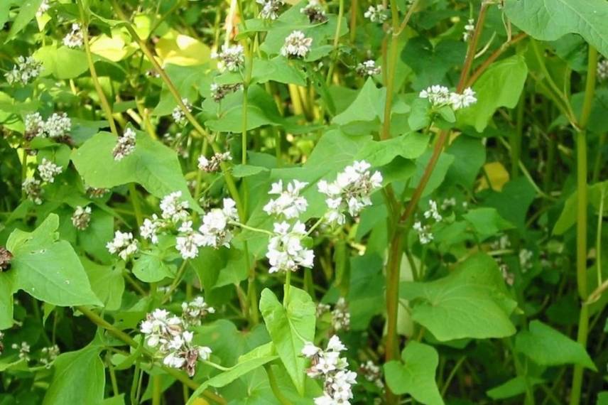 engrais vert : le sarrasin