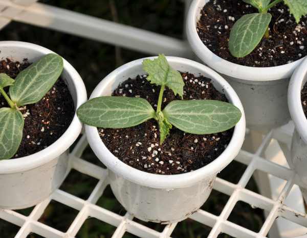 Réussir le repiquage des melons au potager