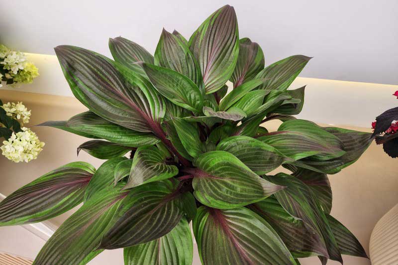 Hosta Red Ninja, Plante de l'année au Chelsea Flower Show 2026